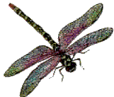 pic of dragonfly